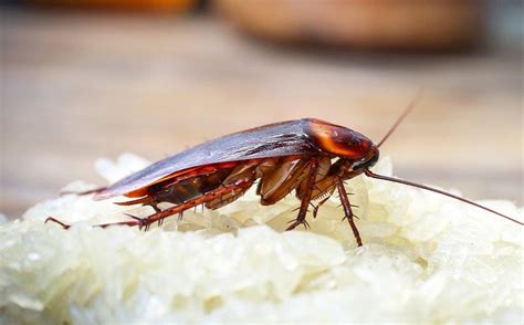 Six Quick Cockroach Control Tips For Your Bradenton Home