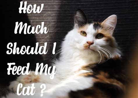 That being said, some brands will include caloric information. How Much Should I Feed My Cat ? 2021 | Cat Mania
