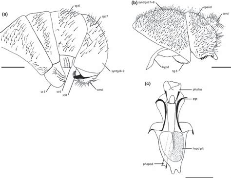 Thecophora Modesta A Female Abdomen And Terminalia Lateral View