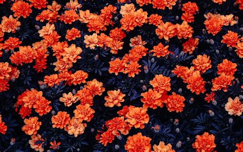 Wallpapers Hd Orange Flowers