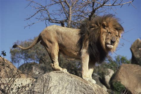Full Grown Male African Lion