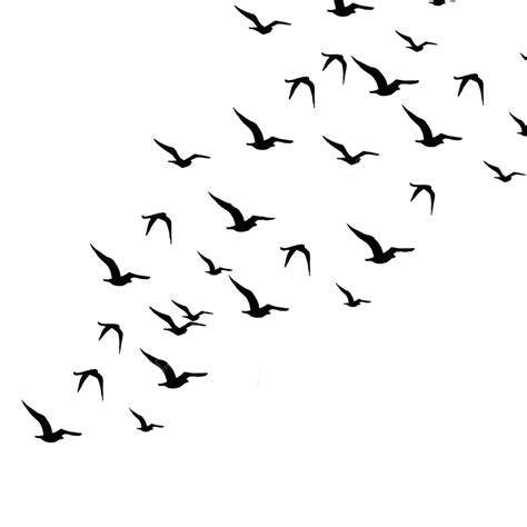 Flying Birds Flying Bird Birds Fly Irds Birds Shi Png Transparent