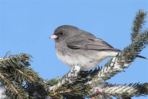 Backyard Winter Birds In Indiana Bird Advisors