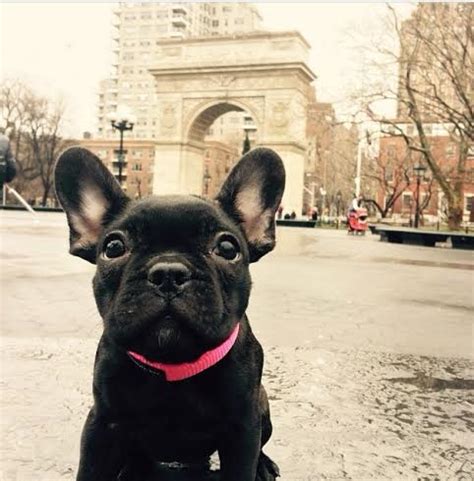 Our bulldogs are always raised at home, they are we are a family of english and french bulldog breeders, constantly looking to breed the perfect bulldog with great quality, health and temperament. French Bulldog Puppies for sale English Bulldog Puppies ...