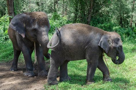 Asian Elephant Elephants Asiatic Free Photo On Pixabay Pixabay