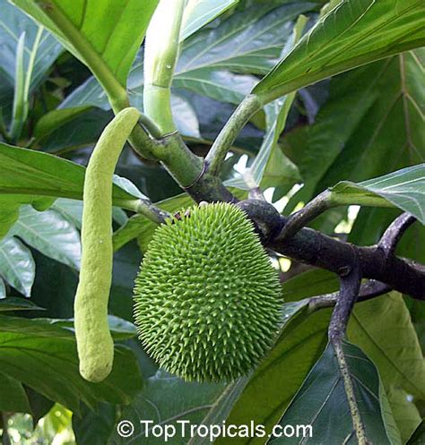 Artocarpus Camansi Seeded Breadfruit Breadnut