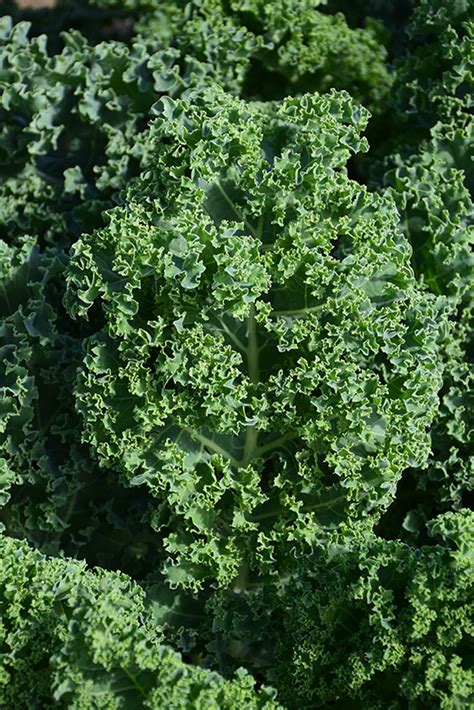 Kale Brassica Oleracea Var Sabellica In Greensboro High Point