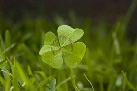 Difference Between Irish Shamrocks And 4 Leaf Clovers