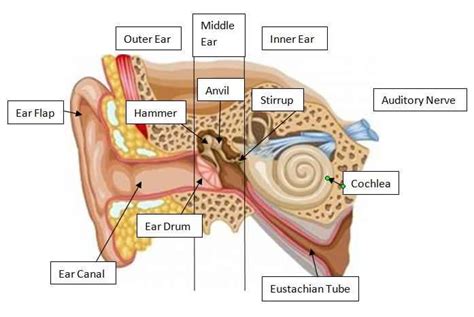 Human Ear Label Diagram