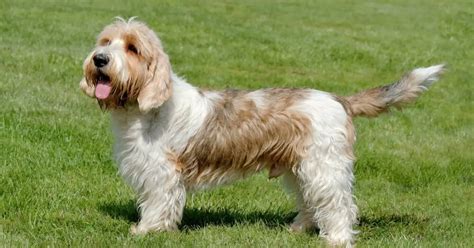 Petit Basset Griffon Vendeen Dog Breed Information