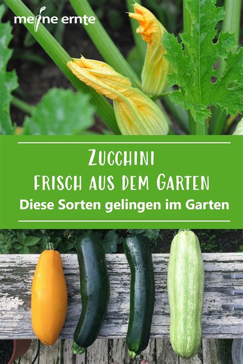 Zucchini lassen sich entweder im freiland und in einem großen topf auf der terrasse züchten. Zucchini frisch aus dem Garten | Zucchini, Garten ...