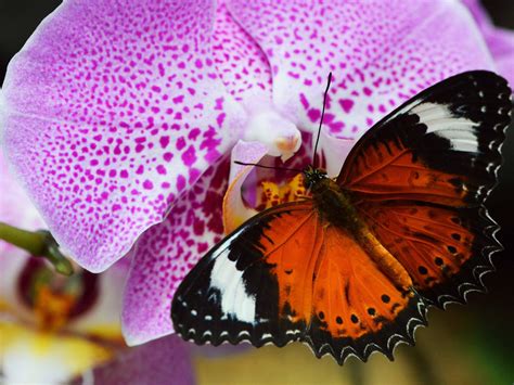 animals insect orange butterfly orchid purple desktop