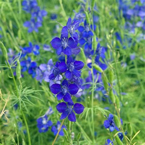 Larkspur Blue Cloud Seeds The Seed Collection