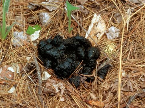 Scat Droppings North American Bear Centernorth American Bear Center