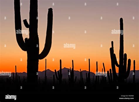Saguaro Cacti Carnegiea Gigantea Cereus Giganteus Silhouetted