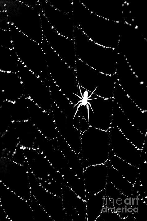 Spider Contrast Abstract Art Photograph By Diann Fisher Fine Art America