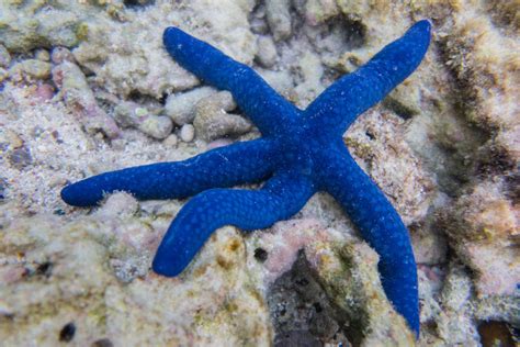 17 Bizarre And Beautiful Starfish Species