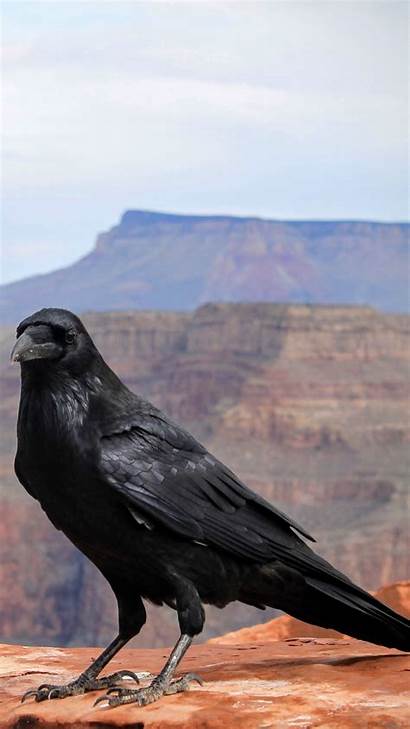 Bird Canyon Crows Iphone National Park Grand