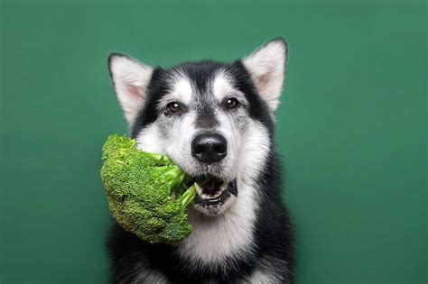 Vegan dog food is easy to find, and countless dogs thrive on a diet free of animal products. 7 Best Vegan and Vegetarian Dog Foods - Woof Whiskers