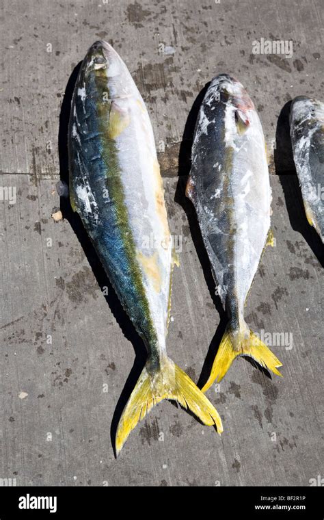 Yellow Tail Fish Stock Photo Alamy