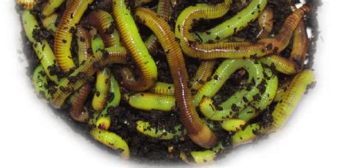 How To Make Live Composting Worms Turn Neon Green To Drive Fish Crazy