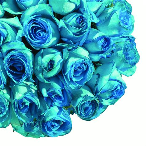 Natural Fresh Flowers Tinted Turquoise Roses 20 50 Stems