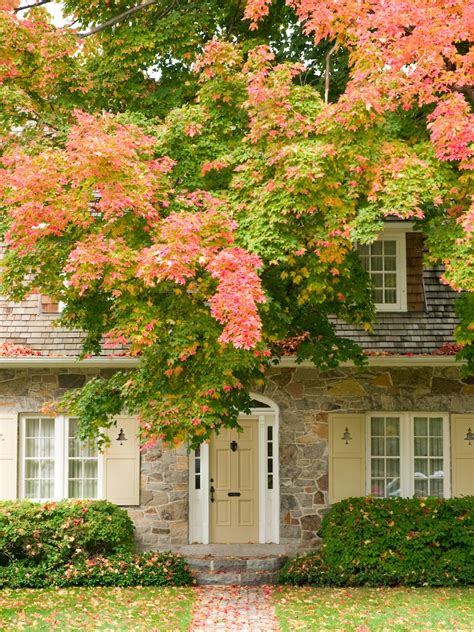 The Best Trees For Fall Color Bob Vila
