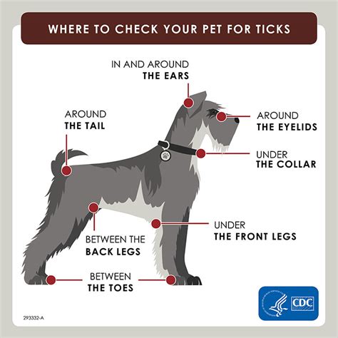 Preventing Ticks On Your Pets Ticks Cdc