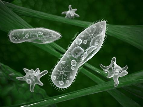 50 Examples Of Microscopic Organisms Examples Lab