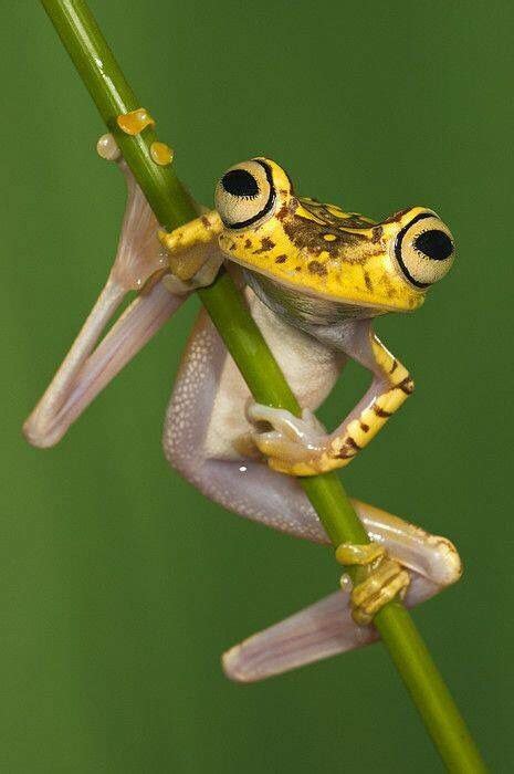 Frog Holding On To A Plant Stem Frog Animals Tree Frogs
