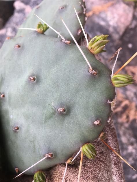 how to grow cold hardy prickly pear cactus edible rare and unique duffy meadows research