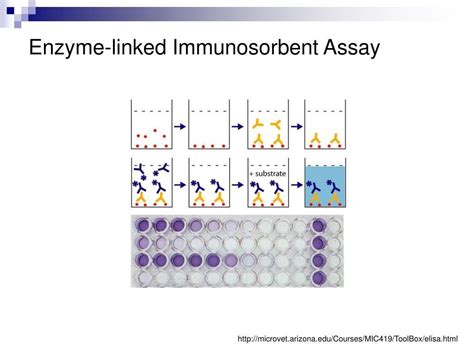 Enzyme Linked Immunosorbent Assay Elisa History Development And Future Trends By Rifani B