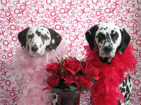 Valentines Day Background Dog - 1600x1200 - Download HD Wallpaper