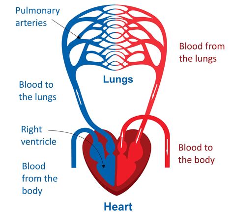 Blood Vessels Circulatory System Diagram Labeled Images And Photos Finder