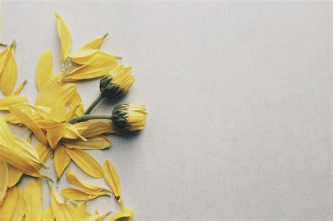 80000 Best Yellow Flower Photos · 100 Free Download · Pexels Stock