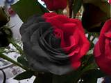 Pictures of Black Rose Flower Images