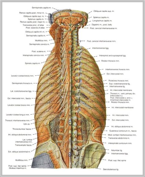 Pictures Back Muscles Anatomy System Human Body Anatomy Diagram And