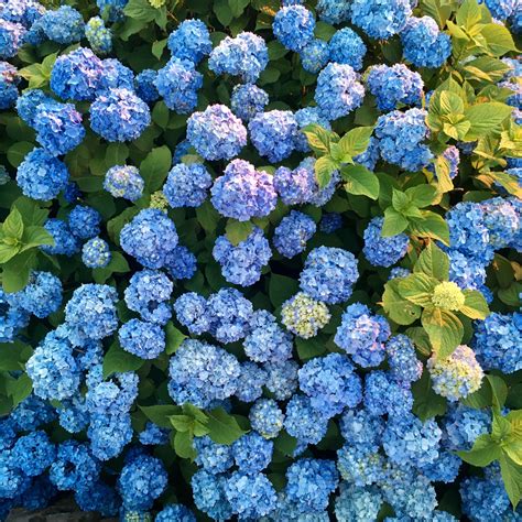 Maybe you would like to learn more about one of these? Hydrangeas // These come in many different colors and ...