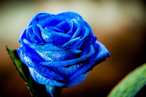 Красивая синяя роза крупным планом обои для рабочего стола картинки