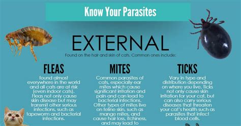 By mariana castanheira, licensed vet. Parasite Prevention | Cat Friendly Homes