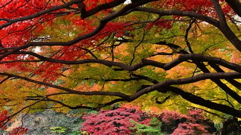 Autumnleaves Tokyo Bing Wallpaper Download