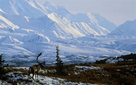 Winter Denali National Park Alaska Alaska Wallpaper Denali National