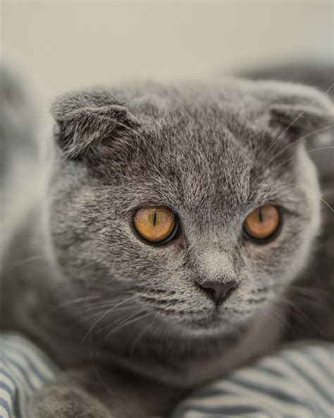 Scottish Fold Kitten With Big Eyes Small Cute Cat Portrait Stock