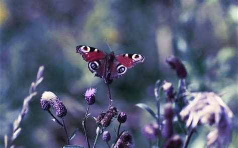 2560x1600 Butterfly Leaves Light Glare Grass Wallpaper