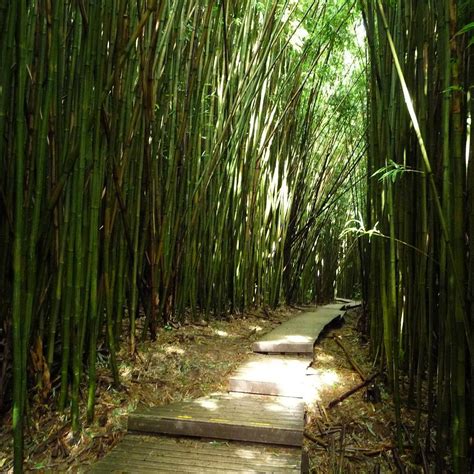Bamboo Forest Maui All You Need To Know Before You Go