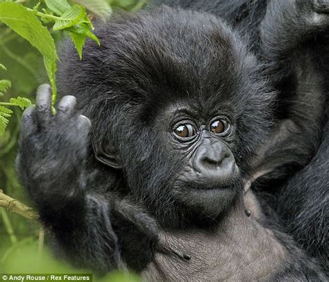 Forget The Gorillaz Meet The Rock N Roll Mountain Gorillas Of Rwanda