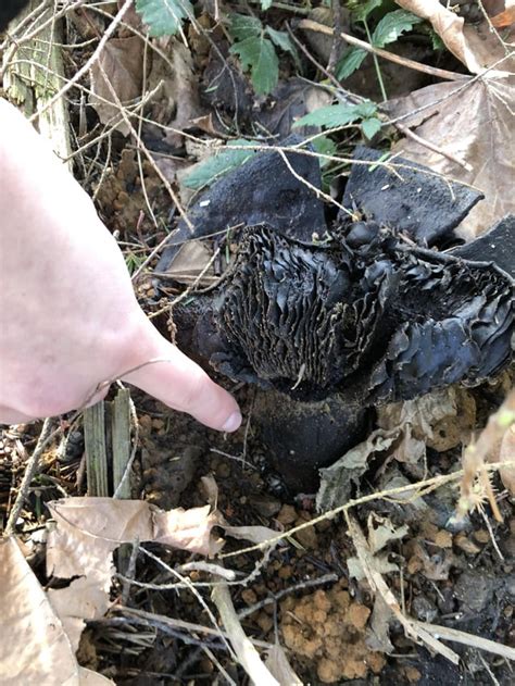 Midnight Black Pretty Large Mushroom Here In Washington State Mycology