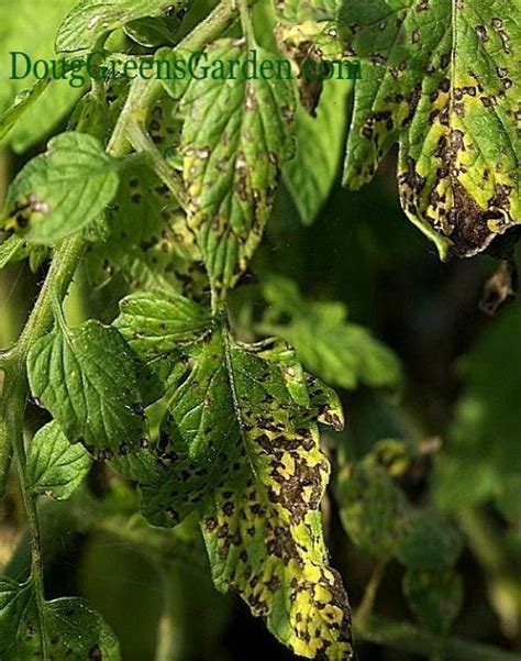 It is an effective fungicide for a wide. tomato blight septoria | garden | Pinterest | The o'jays, Kind of and Tomatoes