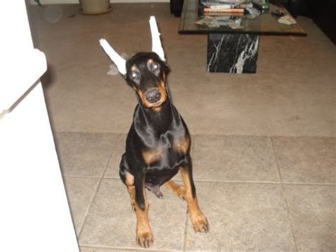 How To Train A 2 Month Old Doberman