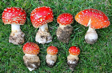 Fly Agarics In Various Stages Of Growth Amanita Muscaria Bay Area
